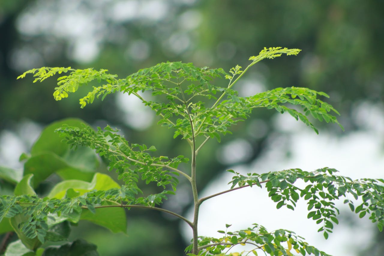 services-02 Close-up of a Moringa plant with vibrant green leaves against a blurred natural background.