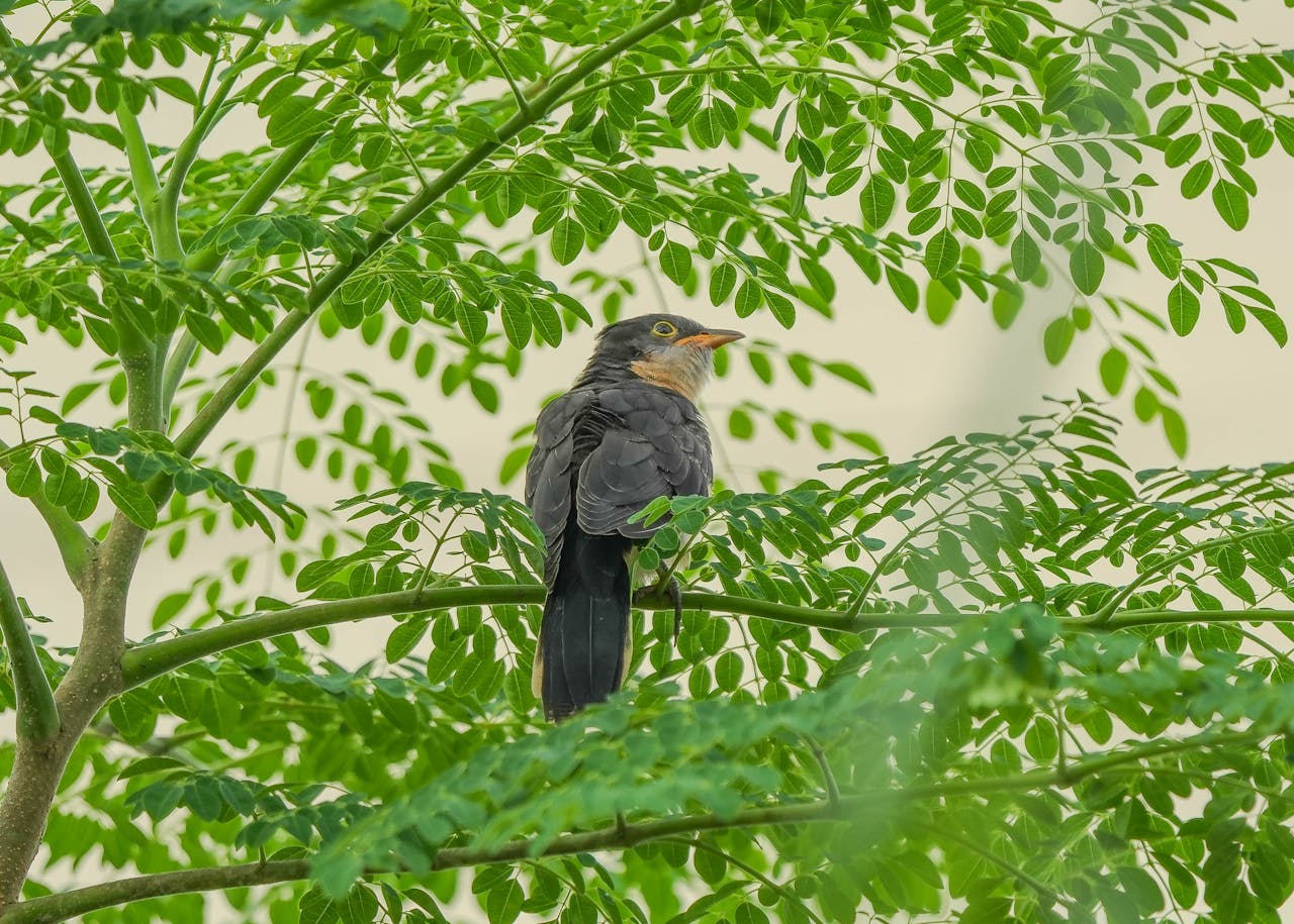 services-03 Close-up of a cuckoo sitting in a lush tree, showing vibrant green leaves and natural surroundings.